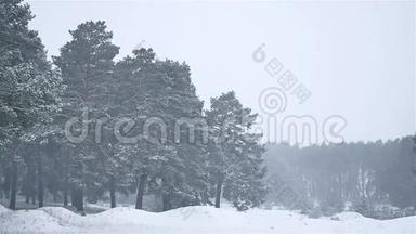 暴风雪森林暴风雪冬季，天然圣诞树和松林景观